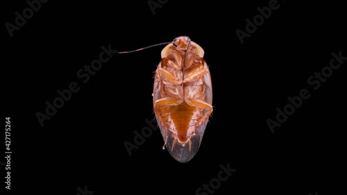 Cockroach insect Gyna centurio, family Blaberidae, female. Can fly, originally from Africa. photo