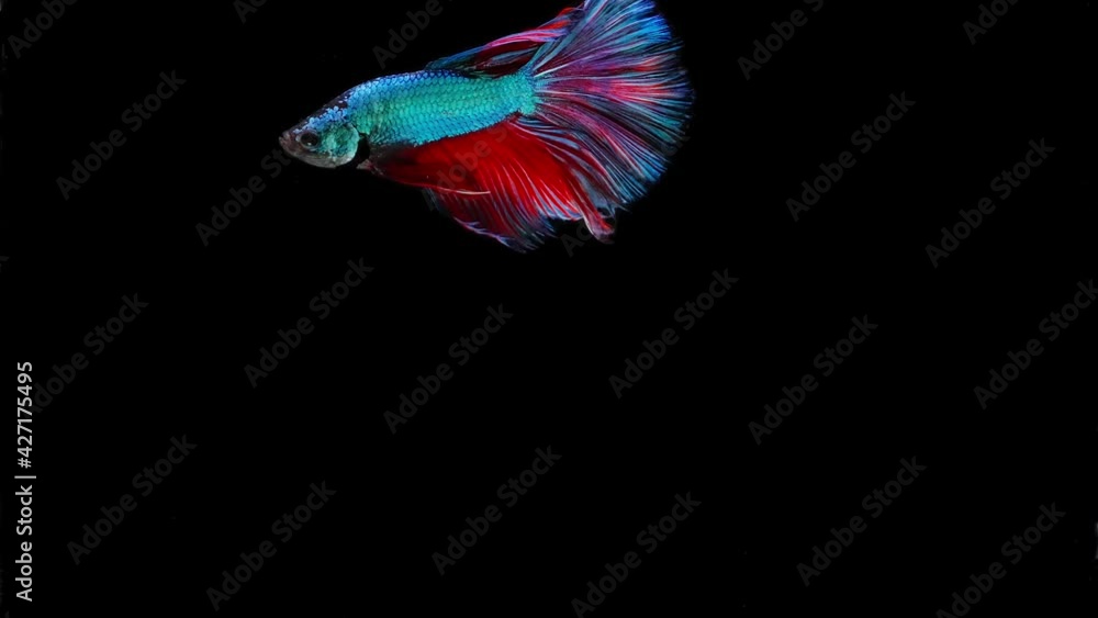 Siamese fighting fish (Betta splendens) Siamese fighting fish (Betta splendens)