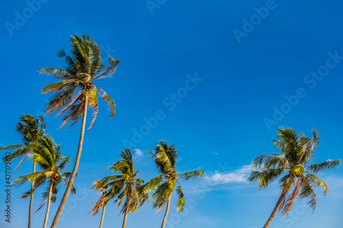 Coconut trees on the beach by the sea with blue summer sky background with copy space..