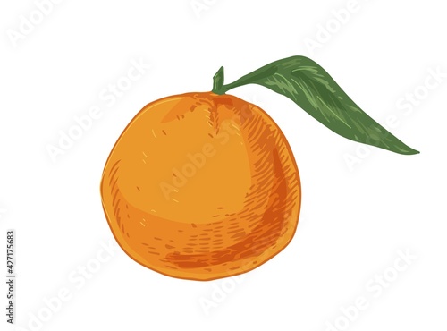 Whole fruit of tangerine with leaf. Tropical orange mandarin or clementine. Realistic hand-drawn vector illustration of exotic citrus isolated on white background