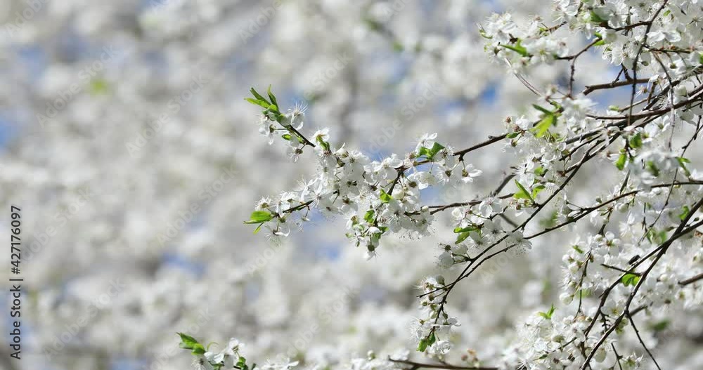 Spring flowers swaying in the wind Spring flowers swaying in the wind