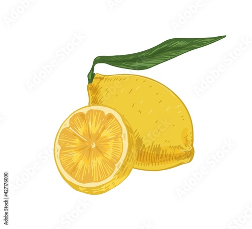 Whole fruit and half of fresh sour lemon. Composition of yellow citruses with peel and leaves. Realistic hand-drawn vector illustration of exotic tropical fragrant food isolated on white background