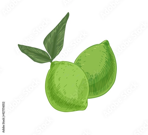 Composition with whole green limes and leaves. Full citrus fruits. Tropical r...
