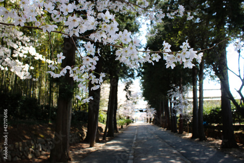 Cherry blossoms and shirine's  road (sando) (Erin-ji,  Koshu, Yamanashi, Japan)