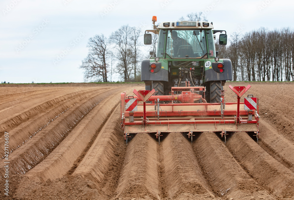 Fototapeta premium Kartoffelfeld wird angelegt