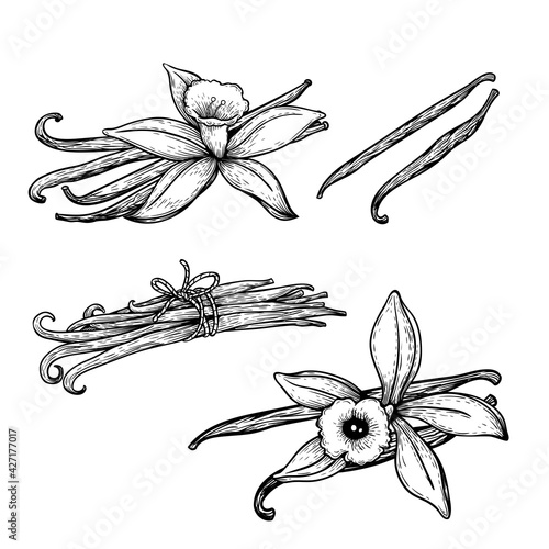 Vanilla flowers and beans set. Hand drawn sketch style vanilla aroma pods. Culinary and aroma needs drawings. Vector illustrations isolated on white background.