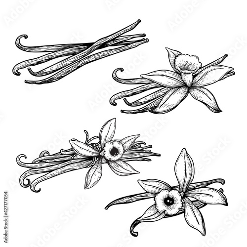 Vanilla flowers and beans set. Hand drawn sketch style vanilla aroma pods. Culinary and aroma needs drawings. Vector illustrations isolated on white background.