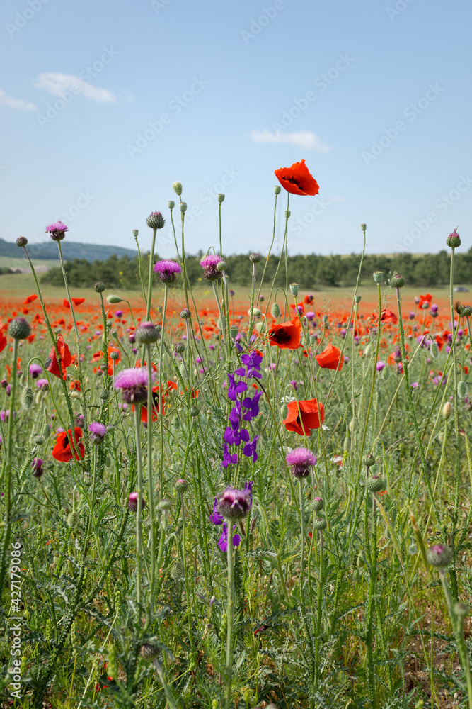 Poppies red flowers blue sky, bright sunny summer landscape. A poppy field on a clear spring day. Colorful natural background for wallpapers, postcards, websites. Juicy flowers stretch up. Copy space