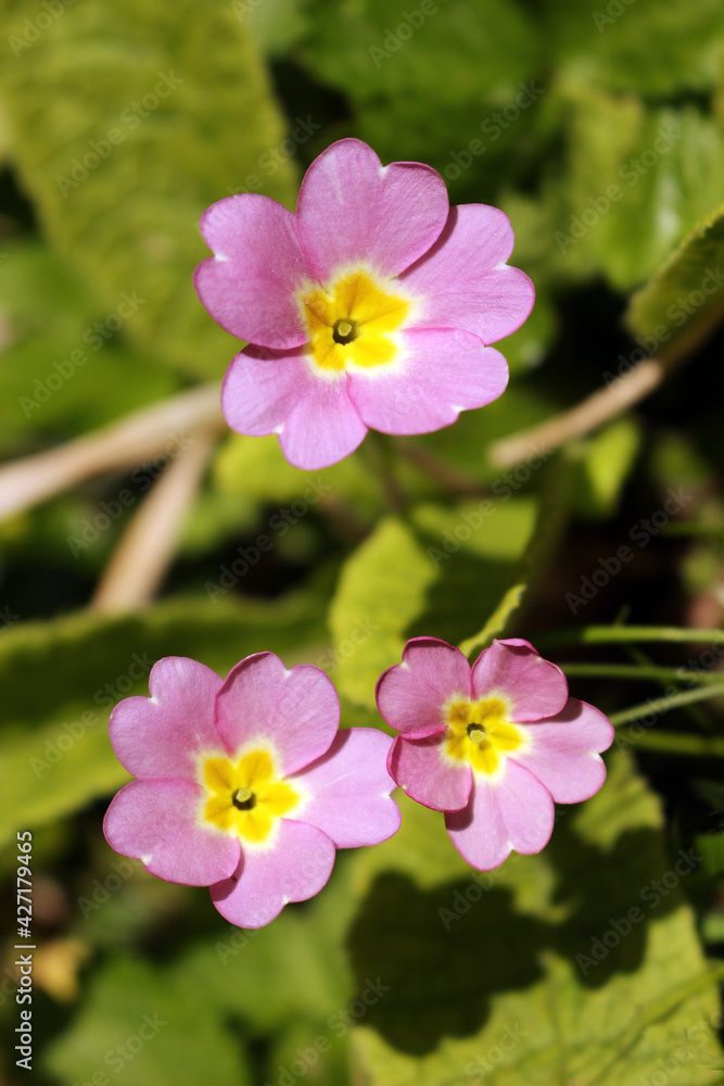 Pink primrose or primula vulgaris sibthorpii Pink primrose or primula vulgaris sibthorpii