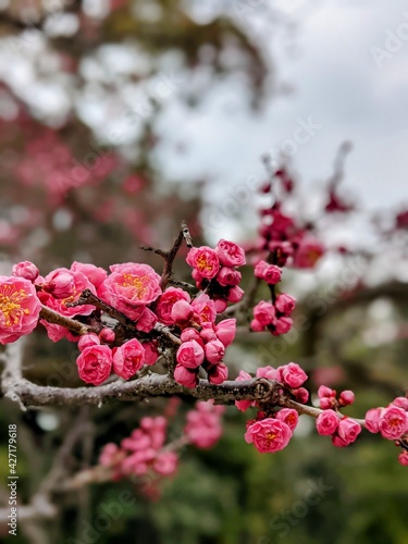 red cherry blossom