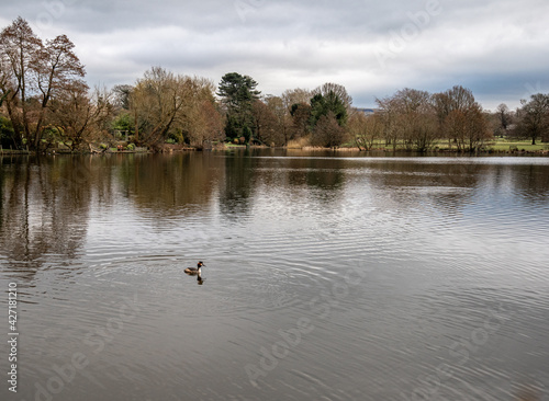 Great Crested Grebe on Poynton Lake