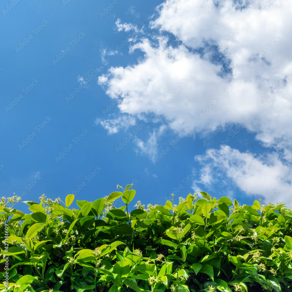 Hedge against the sky Hedge against the sky