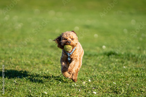 Cavapoo dog running and chasing ball in grassed field.