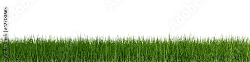Green grass border or edge wide banner isolated on white, ecology, spring or gardening template element, 3D illustration