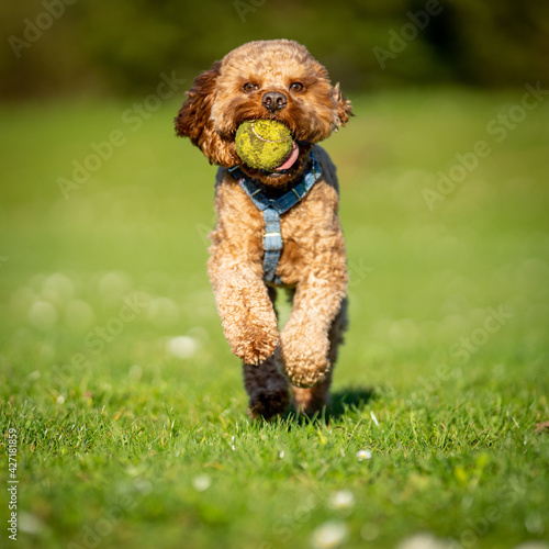 Cavapoo dog running and chasing ball in grassed field.