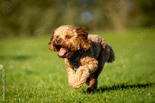 Cavapoo dog running and chasing ball in grassed field.