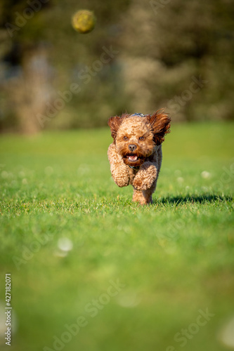Cavapoo dog running and chasing ball in grassed field.