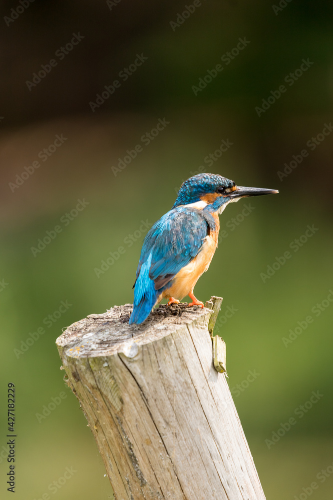 Fototapeta premium Eisvogel auf Pfosten