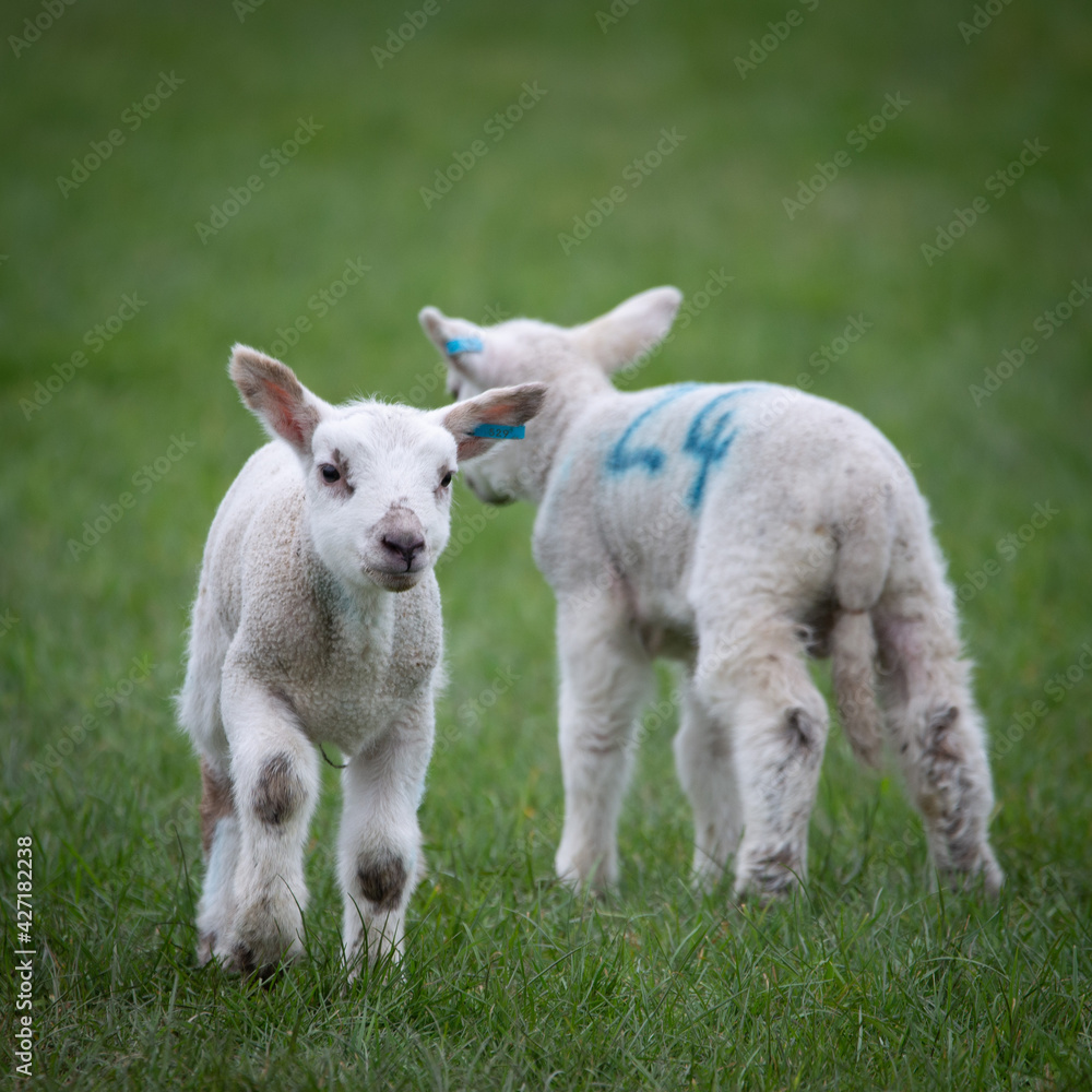 white lambs