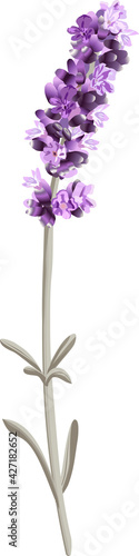 vector image of a single sprig of lavender in bright colors