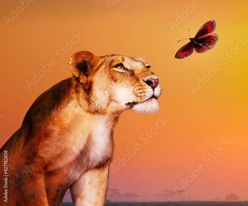 Female lion looking at butterfly over savanna