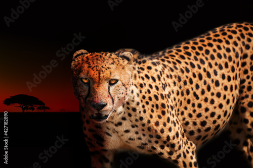 Canvas Print Angry cheetah photo with blood on killer face look