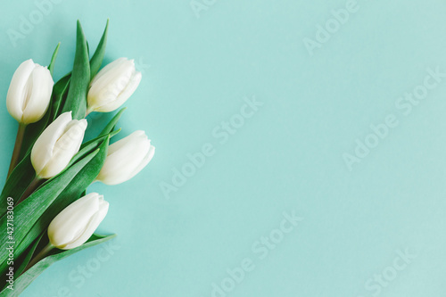 Tender white tulips on pastel turquoise background. Greeting card for Women s day.