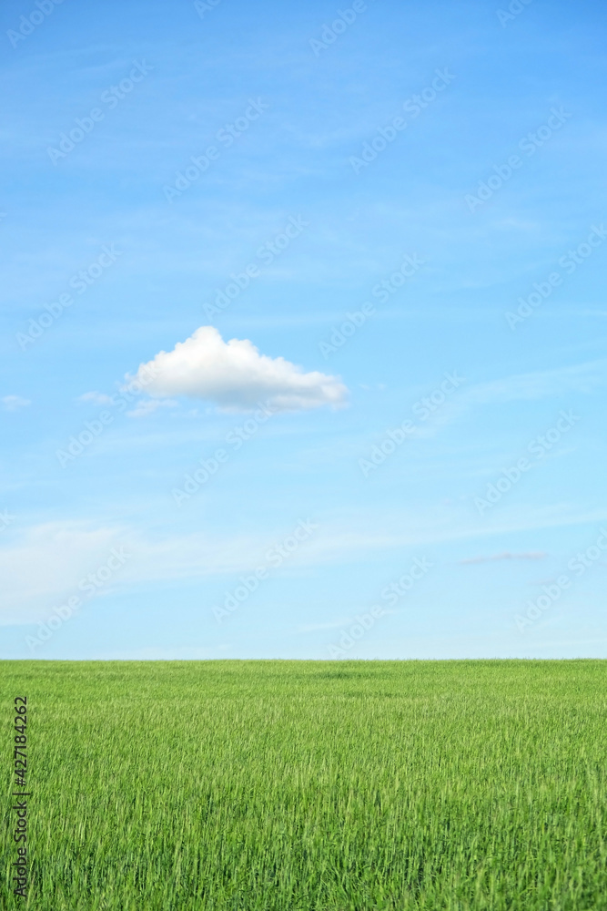 Green grass field and blue sky with white clouds, summer rustic Idyllic landscape. Beautiful view of summer field, natural season background
