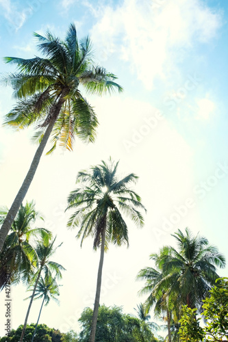 tropical palm trees against a sunny blue sky. beautiful relax natural landscape. vacation, oasis concept