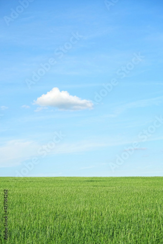 Green grass field and blue sky with white clouds  summer rustic Idyllic landscape. Beautiful view of summer field  natural season background