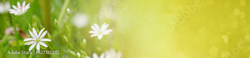 Abstract spring and summer background banner. Bright white flower Stellaria. horizontal banner with space for text.