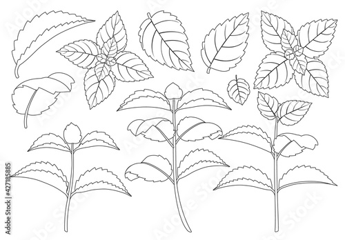 Mint leaf outline vector set illustration of icon.Fresh peppermint vector set of icon.Set illustration leaf of mint on white background.