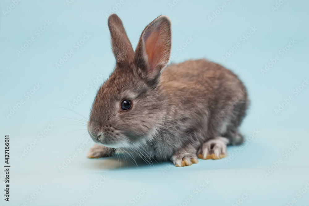 Naklejka premium rabbit on a blue background