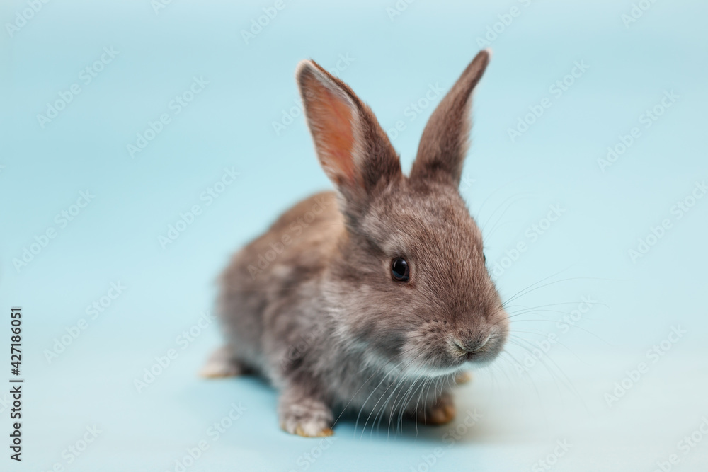 rabbit on a blue  background