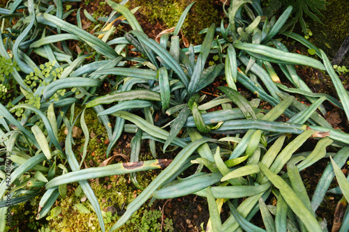 Blue Strap Fern, Cobalt Fern, Scarab Fern. Microsorum thailandica. photo