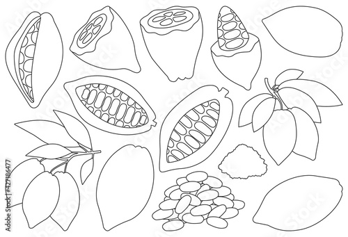 Cocoa bean isolated outline set icon. Vector illustration chocolate fruit on white background. Vector outline set icon cocoa bean.