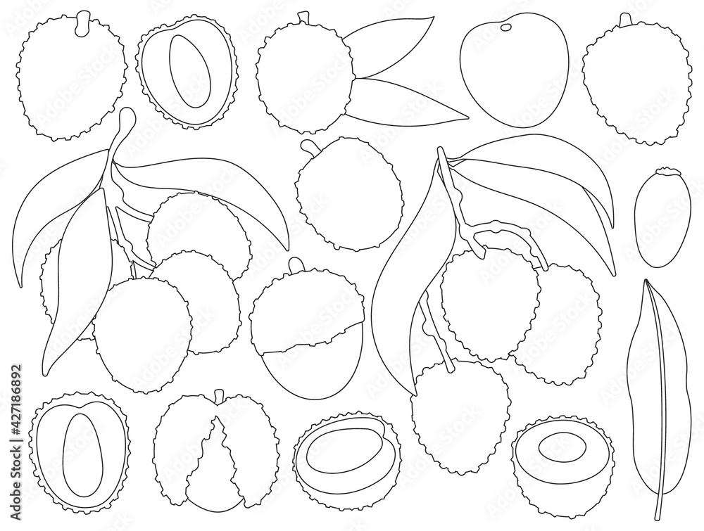 Lychee vector outline set icon. Vector illustration litchi on white background. Isolated outline set icon lychee. Lychee vector outline set icon. Vector illustration litchi on white background. Isolated outline set icon lychee.