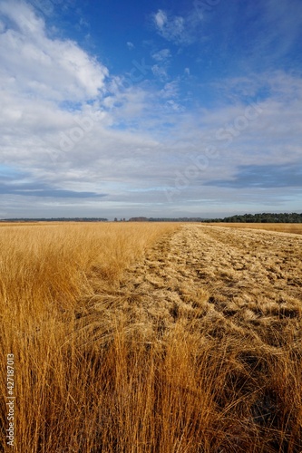 Reemsterveld in National Park de Hoge Veluwe