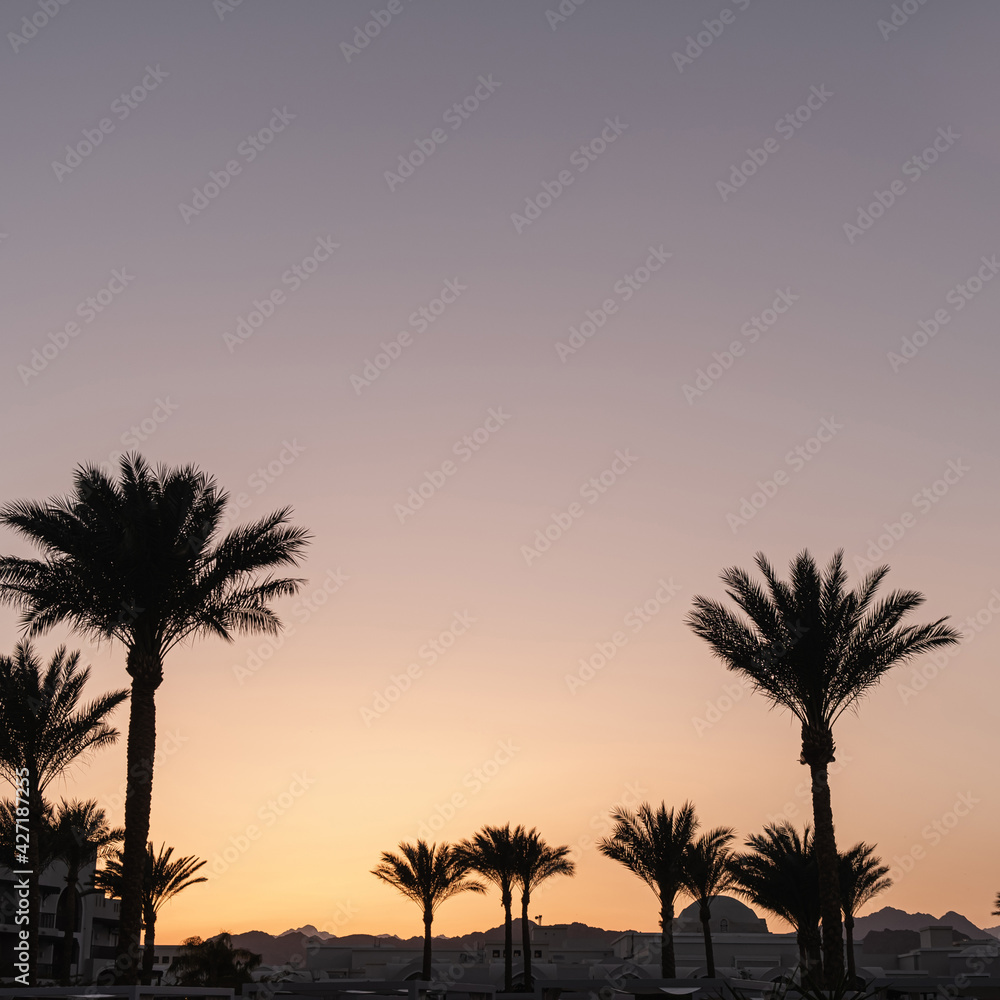 Summer tropical coconut palm trees against sunset sky. Neutral background. Summer and travel concept