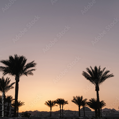 Summer tropical coconut palm trees against sunset sky. Neutral background. Summer and travel concept