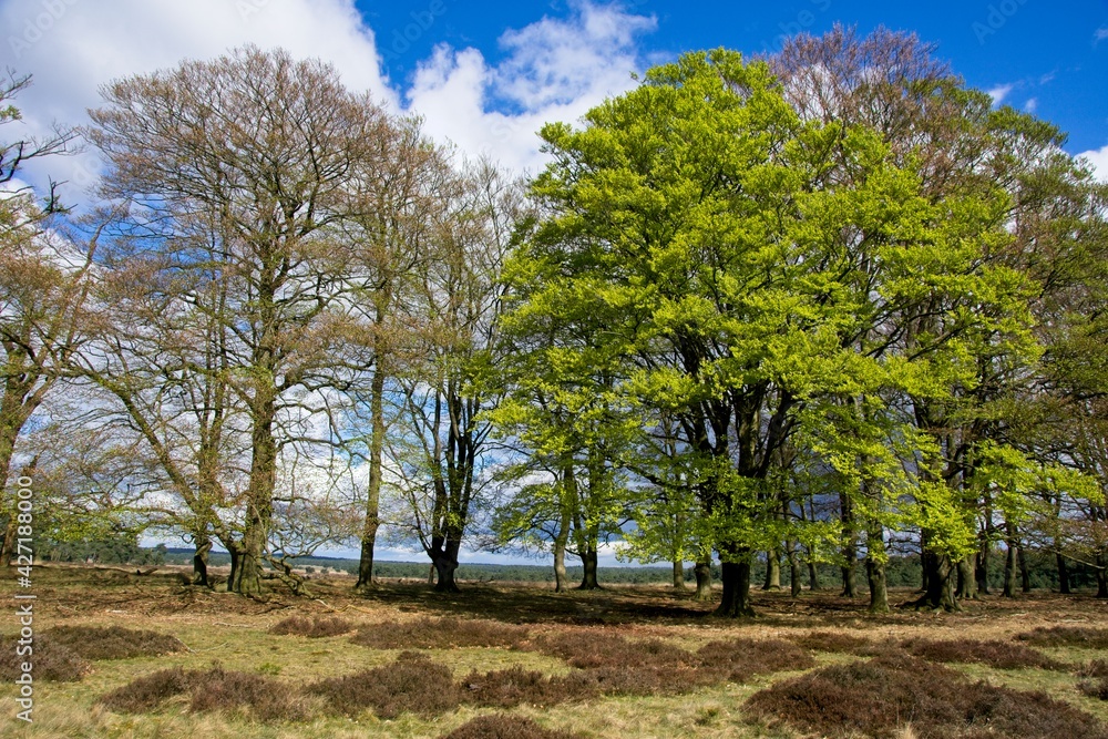 Fototapeta premium Spring in National Park de Hoge Veluwe in the Netherlands