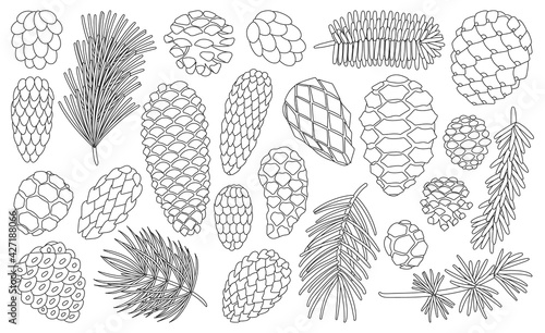 Cone pine isolated outline set icon. Vector illustration spruce pinecone on white background. Vector outline set icon cone pine.