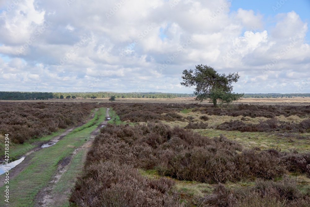 Spring in National Park de Hoge Veluwe in the Netherlands