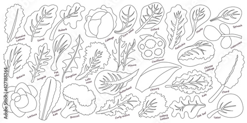 Lettuce and salad outline vector set of icon.outline vector set illustration leaf of lettuce. Isolated illustration collection leaf of salad icon.