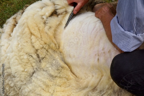 Φωτογραφία Traditional sheep shearing with scissors