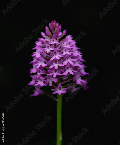 Vertical shot of an anacamptis pyramidal