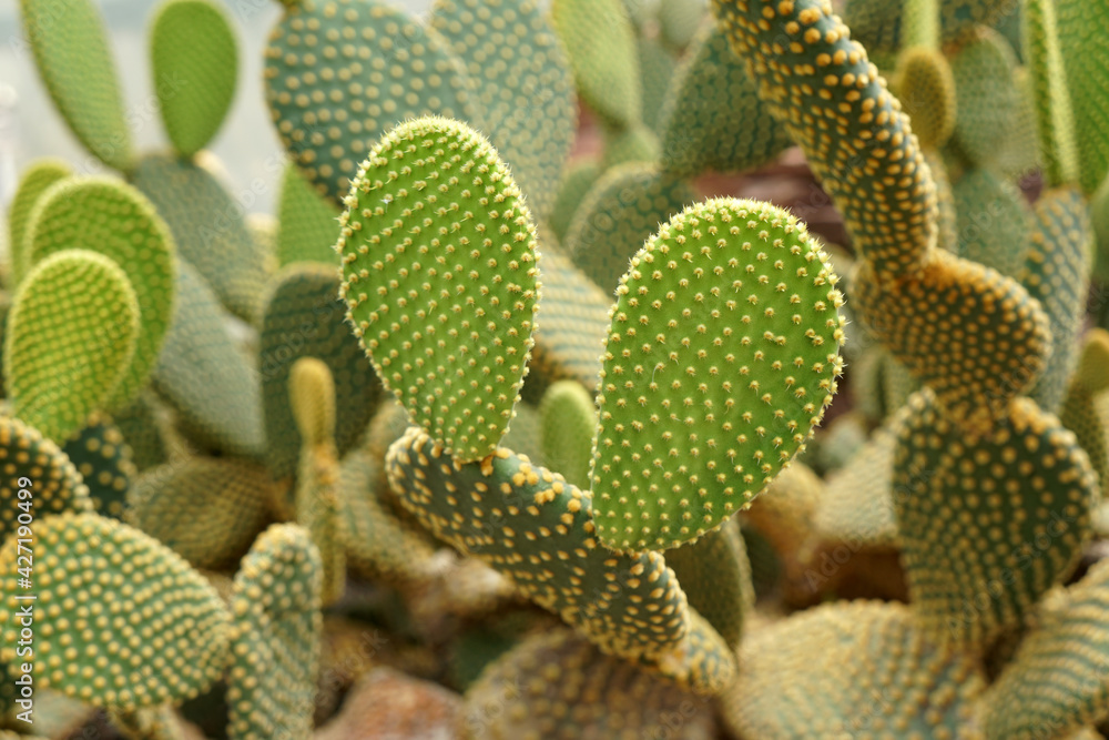 Bunny ears cactus (Opuntia microdasys) originated in Mexico and is a denizen of arid. succulent plants in the garden.
