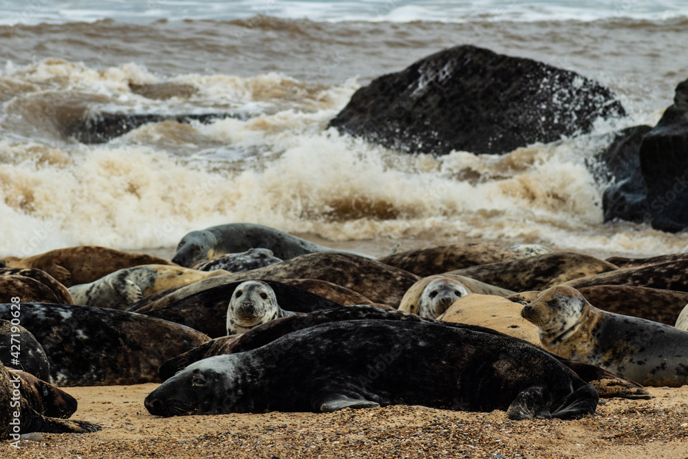 Obraz premium Seal colony on the beach
