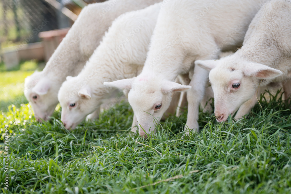 Herd of young sheep grazing on green meadow Herd of young sheep grazing on green meadow