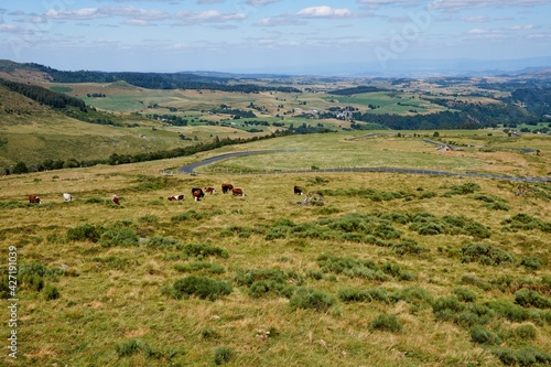 Herd of cows in Puy-de-Dôme in Central France